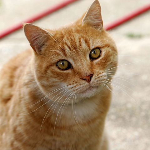 Katze